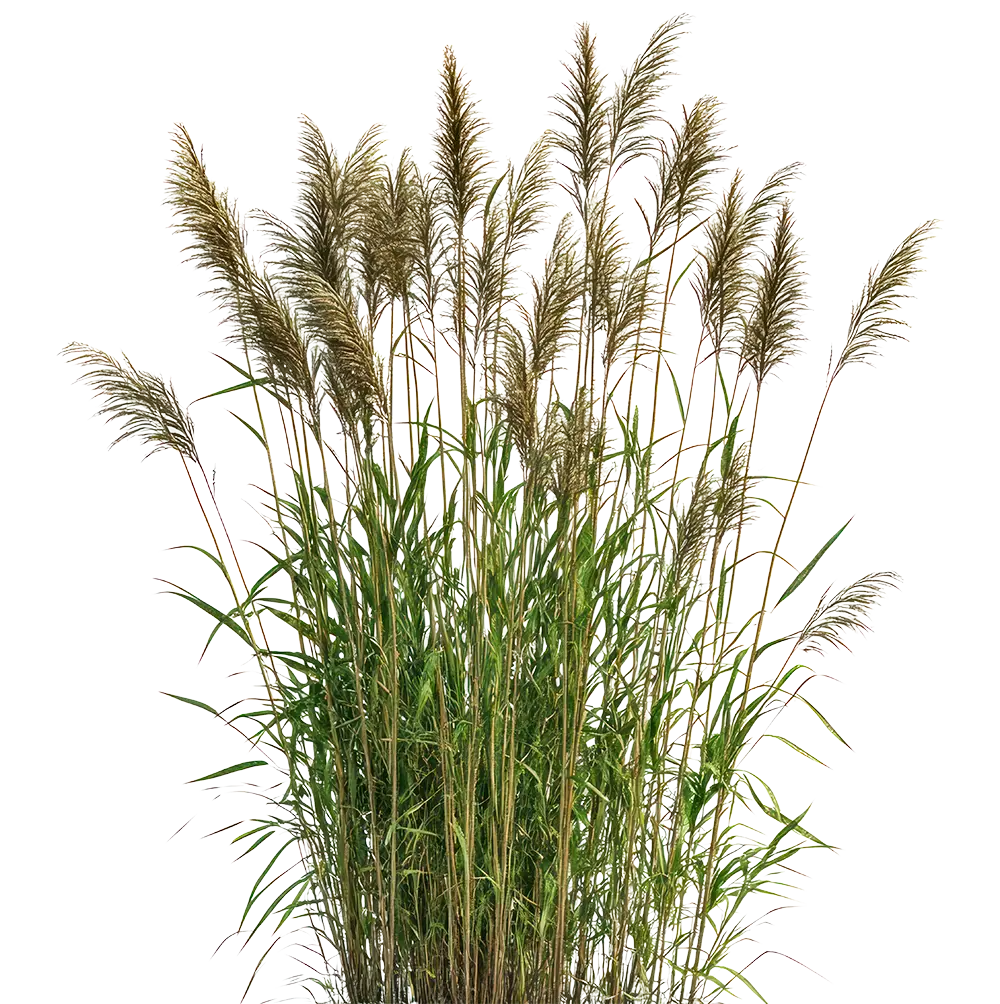 typha