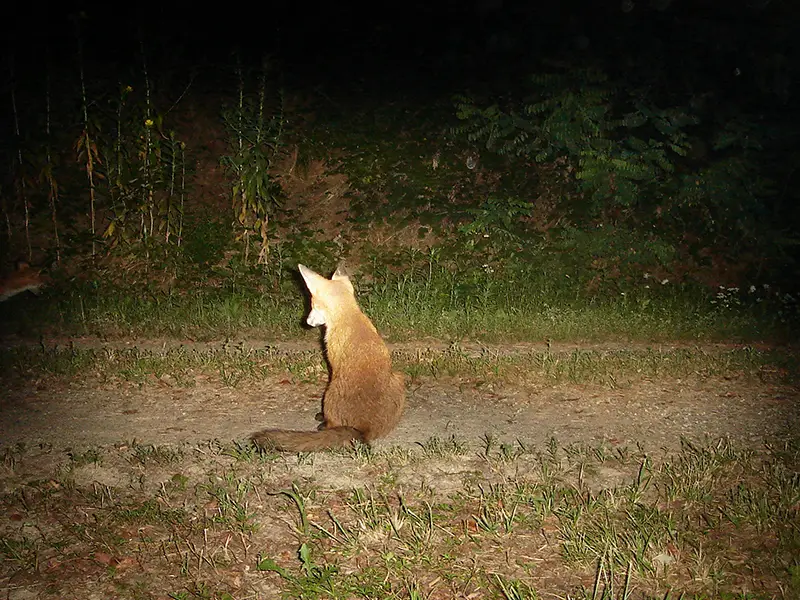 fauna-del-parco-e-lago-boscaccio