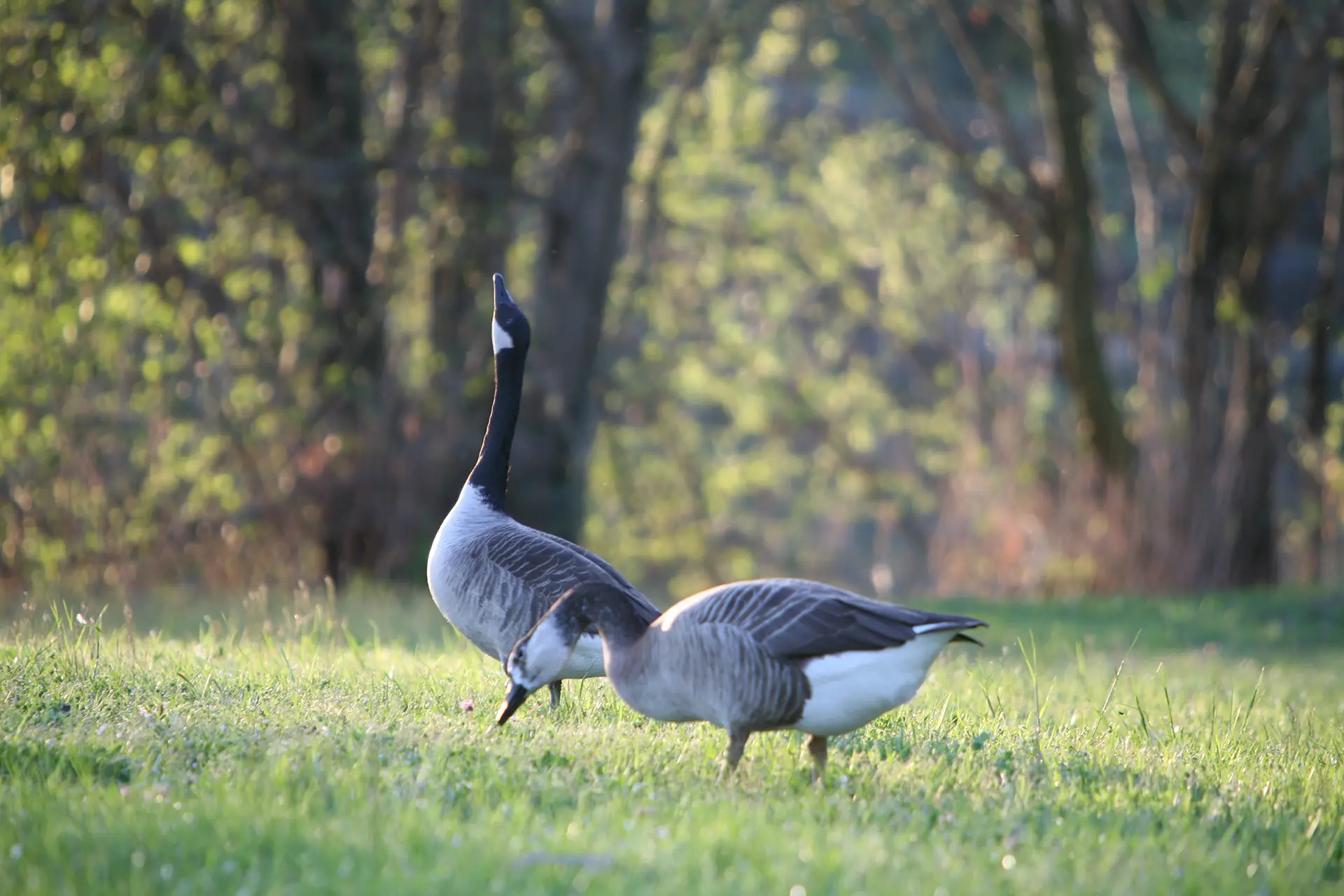 natura-boscaccio-a-gaggiano-milano